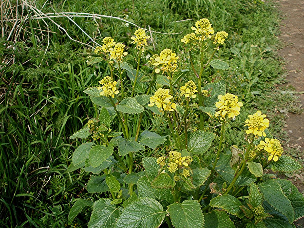 charlock mustard
